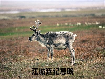 纪意晚江城连（江城连纪意晚）全文免费阅读无弹窗大结局_纪意晚江城连免费阅读最新章节列表_笔趣阁