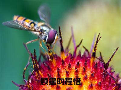 顾霆昀程惜全文免费在线阅读_（程惜顾霆昀全文免费阅读无弹窗大结局）顾霆昀程惜最新章节列表笔趣阁