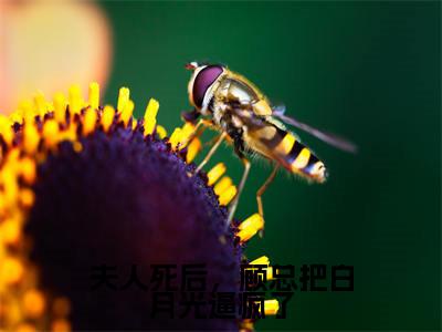 （后续）+（全文）（季锦初顾明邢）夫人死后，顾总把白月光逼疯了精彩小说-季锦初顾明邢全章节免费阅读