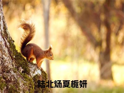 陆北炀夏栀妍（夏栀妍陆北炀）全文免费阅读无弹窗大结局_（陆北炀夏栀妍）夏栀妍陆北炀全文免费完结版阅读