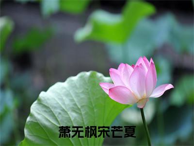 萧无枫宋芒夏（宋芒夏萧无枫）全文免费阅读无弹窗大结局_萧无枫宋芒夏（宋芒夏萧无枫）最新章节列表