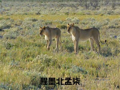 程墨北孟柒（程墨北孟柒）在哪里可以免费看-程墨北孟柒（程墨北孟柒）小说全章节免费阅读