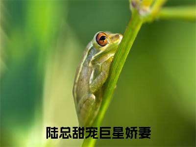 陆总甜宠巨星娇妻（陆怀瑾安宁）全文免费阅读无弹窗大结局_陆怀瑾安宁最新章节列表_笔趣阁（陆怀瑾安宁）