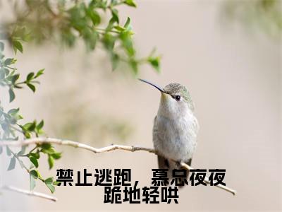 禁止逃跑，慕总夜夜跪地轻哄（阮星时慕霖霄）全文免费阅读_阮星时慕霖霄（禁止逃跑，慕总夜夜跪地轻哄）最新章节列表笔趣阁