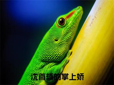 沈首辅的掌上娇小说沈延卿江锦璨-沈首辅的掌上娇小说在哪里可以看
