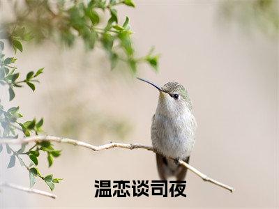 谈司夜温恋小说（温恋谈司夜）全文免费阅读无弹窗大结局_（谈司夜温恋免费阅读全文大结局）最新章节列表