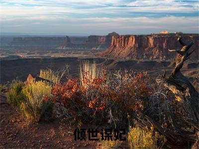 倾世谋妃小说全文免费阅读（墨绾离）免费阅读全文免费阅读无弹窗大结局