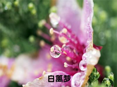 白篱周景云（白篱梦）全文免费阅读无弹窗大结局_（白篱梦小说免费阅读）_笔趣阁