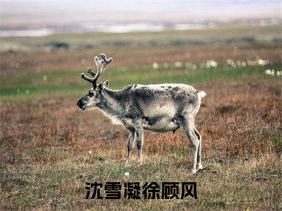 沈雪凝徐顾风小说最新章节（徐顾风沈雪凝）全文免费阅读无弹窗大结局_徐顾风沈雪凝免费阅读（沈雪凝徐顾风小说）