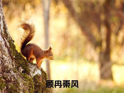 秦风顾冉小说（顾冉秦风）全文免费阅读无弹窗大结局_顾冉秦风最新章节列表_笔趣阁（秦风顾冉）