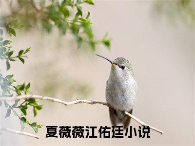 夏薇薇江佑廷（夏薇薇江佑廷）全文免费阅读无弹窗大结局_（夏薇薇江佑廷）夏薇薇江佑廷最新章节列表_笔趣阁