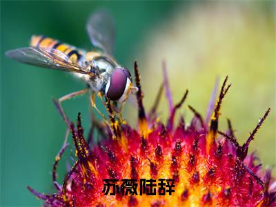 苏薇陆辞(苏薇陆辞)全文免费阅读无弹窗大结局_ (苏薇陆辞免费阅读)最新章节列表_笔趣阁（苏薇陆辞）