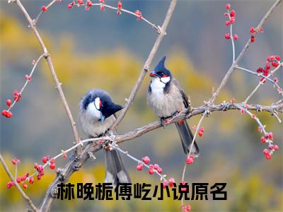 林晚栀傅屹小说(林晚栀傅屹)全文免费林晚栀傅屹读无弹窗大结局_(林晚栀傅屹小说免费阅读)