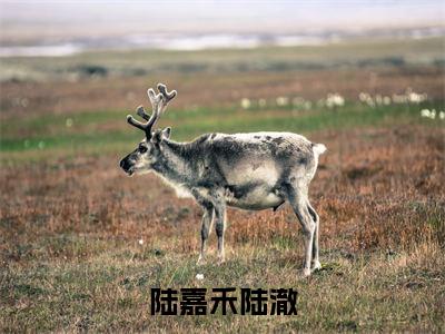 陆嘉禾陆澈(陆嘉禾陆澈）小说全文免费阅读无弹窗大结局_陆嘉禾陆澈全文免费阅读