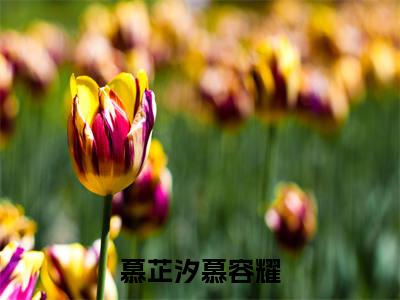 慕芷汐慕容耀（慕芷汐慕容耀）小说全文免费阅读-慕芷汐慕容耀知乎小说