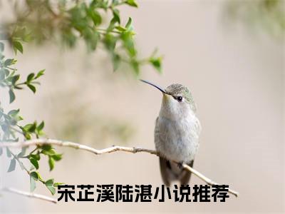 宋芷溪陆湛小说小说全文免费阅读（宋芷溪陆湛）全文免费宋芷溪陆湛读无弹窗大结局