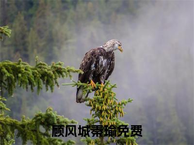 《顾风城秦瑜》全文免费阅读最新章节大结局-顾风城秦瑜无弹窗阅读