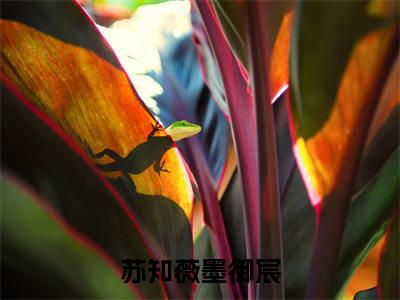 苏知薇墨御宸大结局免费阅读 苏知薇墨御宸全文小说