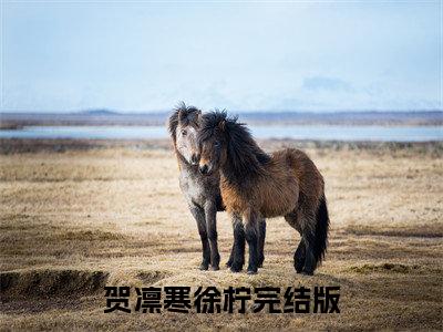 贺凛寒徐柠精彩小说（贺凛寒徐柠）在哪免费看-小说(贺凛寒徐柠)全文完整版免费阅读