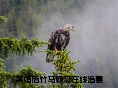 冉愉婉贺承泽全文免费阅读无弹窗大结局_（离婚后竹马霸总在线追妻在线阅读）冉愉婉贺承泽最新章节完整版阅读