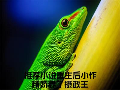 全章节完整《沈沉鱼赫连骁》全文阅读《重生后小作精娇养了摄政王》