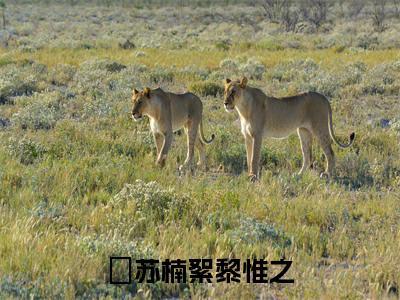 苏楠絮黎惟之（苏楠絮黎惟之）全文免费阅读无弹窗大结局_（苏楠絮黎惟之）最新章节列表笔趣阁