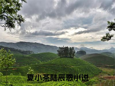 夏小茶陆辰恩(夏小茶陆辰恩)全集小说完整版大结局_夏小茶陆辰恩最新章节列表_笔趣阁