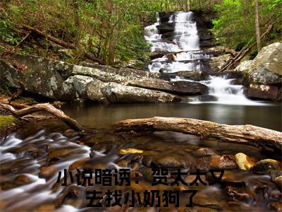 暗诱：贺太太又去找小奶狗了小说免费全本-贺庭舟温欲晚小说（暗诱：贺太太又去找小奶狗了完整版）免费阅读