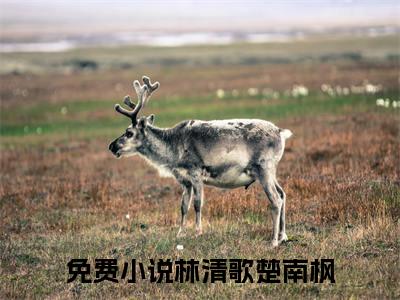 （林清歌楚南枫）全文免费阅读无弹窗（林清歌楚南枫）医妻娇软，战神将军掐腰宠已完结全集大结局
