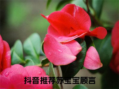 苏宝宝顾言精彩章节免费阅读-苏宝宝顾言小说完整版