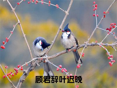 顾君辞叶迟晚（顾君辞叶迟晚）全文免费阅读无弹窗大结局小说-顾君辞叶迟晚最新章节阅读