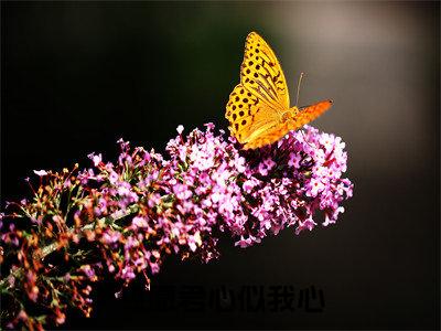 顾云烟谢景尘小说最新章节在线阅读_顾云烟谢景尘在线阅读