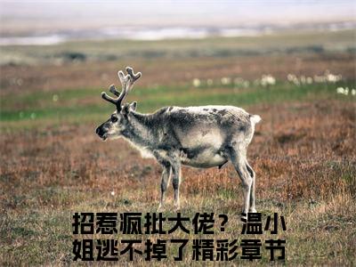 温时悦陆燃（招惹疯批大佬？温小姐逃不掉了）小说全文无删减版在线阅读_招惹疯批大佬？温小姐逃不掉了（温时悦陆燃无弹窗）_笔趣阁