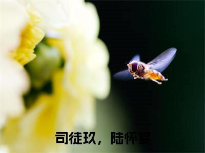 司徒玖，陆怀宴（司徒玖，陆怀宴）小说全文免费阅读正版无弹窗 司徒玖，陆怀宴全文无弹窗阅读