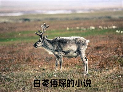 总裁，夫人携多个马甲为你护航（白苓傅琛）全文免费阅读_白苓傅琛正版小说全文阅读