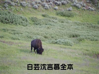 今日书单推荐白芸沈言慕新书（白芸沈言慕）-白芸沈言慕免费阅读全文