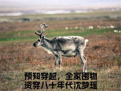 预知穿越，全家囤物资穿八十年代沈梦瑶小说全文阅读无弹窗大结局_（预知穿越，全家囤物资穿八十年代沈梦瑶）最新章节列表_笔趣阁