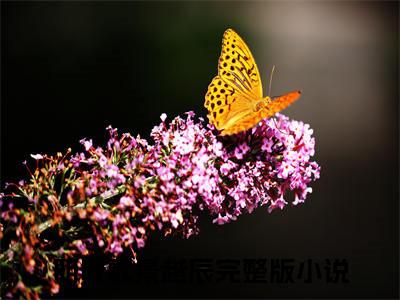明叶歌景越辰全文免费阅读无弹窗大结局-明叶歌景越辰在线阅读