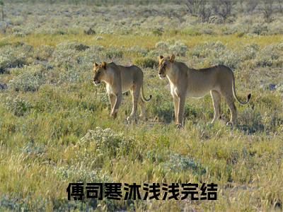 （失明后，她和千亿总裁闪婚了！）傅司寒沐浅浅小说小说全文免费傅司寒沐浅浅读最新章节列表笔趣阁（失明后，她和千亿总裁闪婚了！）
