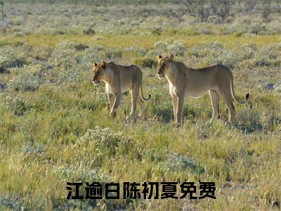 江逾白陈初夏最新章节（江逾白陈初夏全文+后续）全文免费阅读无弹窗大结局_江逾白陈初夏全文+后续免费阅读（江逾白陈初夏）