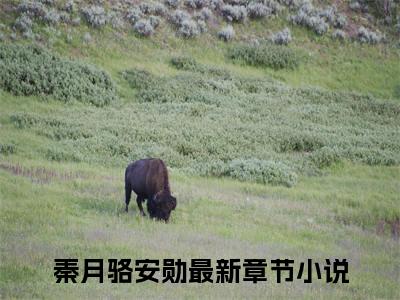 秦月骆安勋（秦月骆安勋）全文免费阅读无弹窗_秦月骆安勋小说免费阅读_笔趣阁