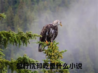 盛柠沈知屹（盛柠沈知屹）全文免费阅读最新章节_盛柠沈知屹小说免费最新章节列表_笔趣阁