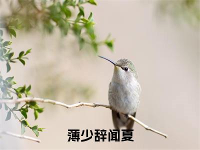 薄少辞闻夏（薄少辞闻夏）全章节完整版《薄少辞闻夏》全文阅读TXT《薄少辞闻夏》