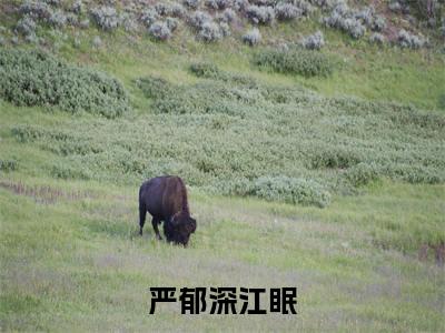 严郁深江眠小说免费大结局全集免费阅读 严郁深江眠章节目录