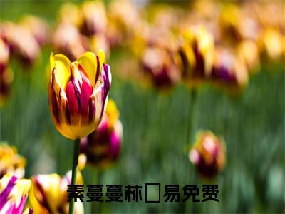 素蔓蔓林暔易（素蔓蔓林暔易）最新完结免费阅读-（素蔓蔓林暔易）悬疑小说在线阅读