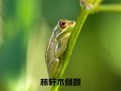 林轩木倾颜（林轩木倾颜 ）全文免费阅读_林轩木倾颜言诺诺，井傅宸 小说最新章节列表笔趣阁