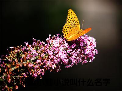尔灿夜简离（夜简离尔灿）小说全文免费阅读-尔灿夜简离免费阅读完整版