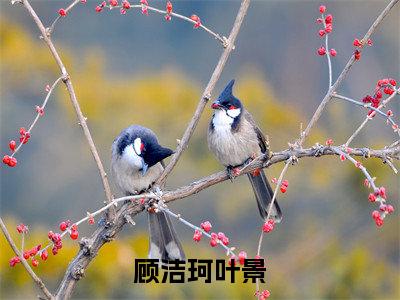 顾洁珂叶景(顾洁珂叶景小说)最新在线阅读_顾洁珂叶景小说免费阅读