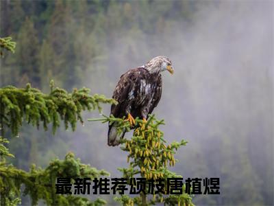 颂枝唐植煜免费小说 颂枝唐植煜全文无弹窗完整版阅读