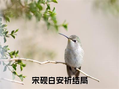 宋砚白安祈新上热文小说讲的是什么-宋砚白安祈全文完整版免费阅读